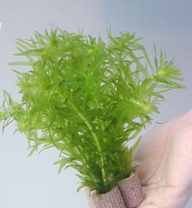 金鱼藻如何种植（金鱼藻的种植方法和注意事项）