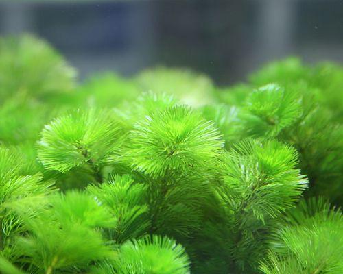 金鱼藻如何种植（金鱼藻的种植方法和注意事项）