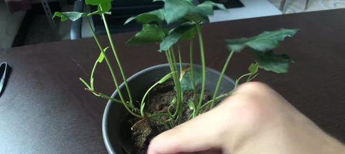 常春藤的扦插方法是什么（描述常春藤的繁殖步骤）
