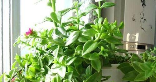 吊兰的种植方法有什么（养吊兰的注意事项）