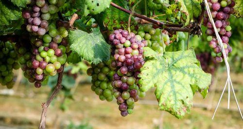 葡萄的栽培技术（详解葡萄的栽培方法和技术）