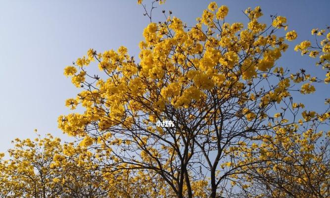黄花风铃木种植方法（关于风铃木的养护技巧）