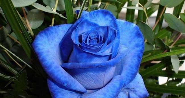 蓝色花有哪些花种（十大好看的蓝色花介绍）