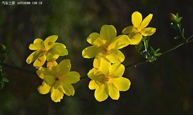 迎春花长什么样（迎春花与梅花的区别）