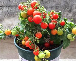 小番茄怎么种植（阳台番茄的种植方法和技术）