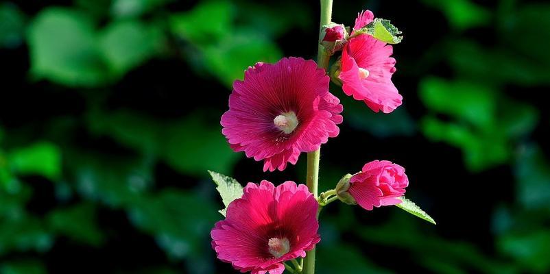 蜀葵花好养活吗（蜀葵花种子种植方法讲解）