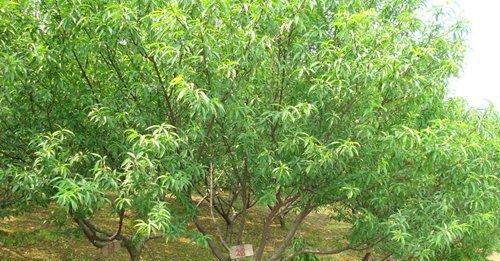 桃树种植技术与管理（桃树的种植方法和注意事项）