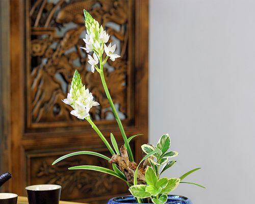 植物禅意（以自然为师，寻求内心平衡与宁静，释放繁忙生活的压力）