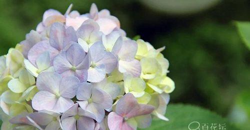 绣球花的意义与象征（绣球花的深层寓意与文化传承）