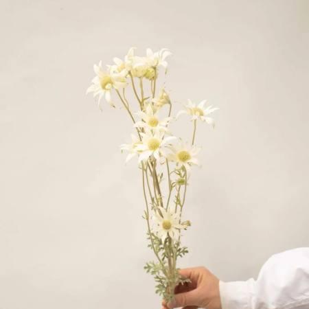 雪绒花的花语和传说（白雪飘飞中的寓意——雪绒花的神秘之谜）