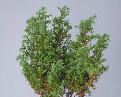雪松花语与文化地位（深入探索雪松的花语和文化意义，了解其传承的价值与影响力）