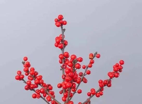 雪松花语与文化地位（深入探索雪松的花语和文化意义，了解其传承的价值与影响力）