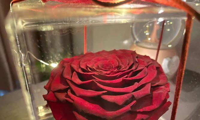 永生花花语（沐浴岁月的芬芳，诠释爱情的绵长）