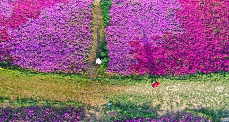 芝樱花（一场花海的盛宴，绽放芬芳的时刻）