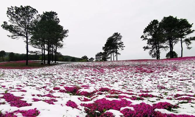 芝樱花（一场花海的盛宴，绽放芬芳的时刻）