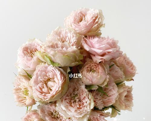 朱丽叶玫瑰花语的深意（探寻朱丽叶玫瑰花语的浪漫之美）