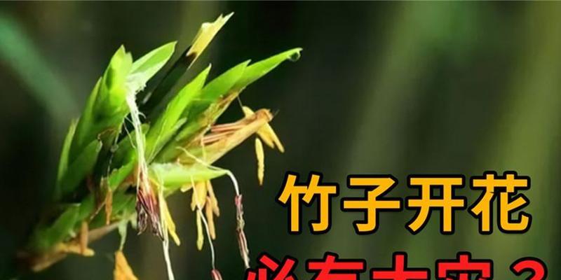 竹子开花的原因及寓意（竹子开花的珍贵经历和象征意义）