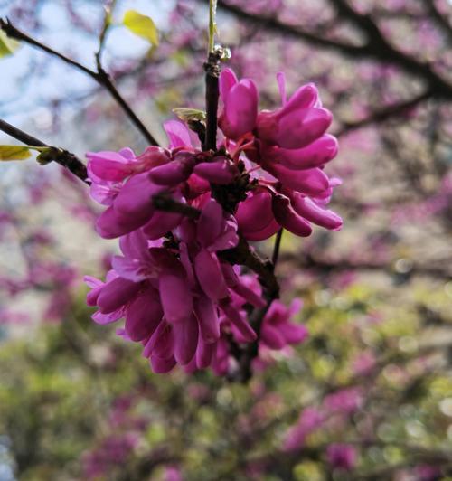 紫荆花与生肖的象征意义（传统文化中，紫荆花如何与十二生肖联系在一起）
