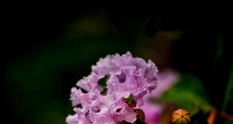 紫薇花的花语与传说（揭秘紫薇花的背后故事，解读紫薇花的花语之谜）