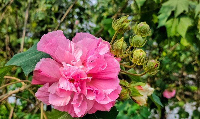 白芙蓉花的象征意义与内涵（美丽之中蕴含的哲理与真理）