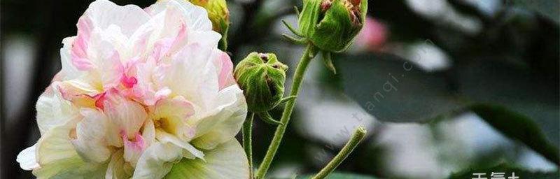 芙蓉花之美与意义（深入解读芙蓉花的花语和象征意义，探寻其独特之美）