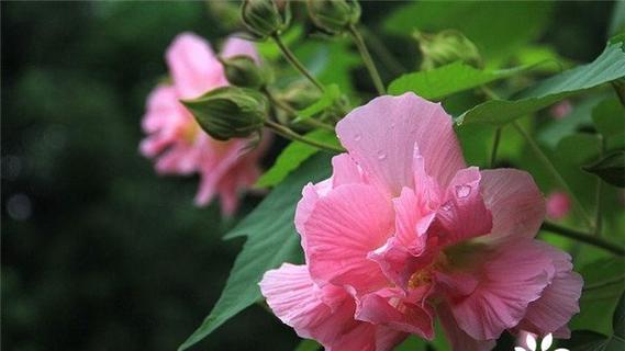 芙蓉花之美与意义（深入解读芙蓉花的花语和象征意义，探寻其独特之美）