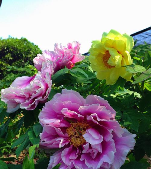 芙蓉花的富贵荣华（以芙蓉花为象征，探寻富贵荣华的内涵）