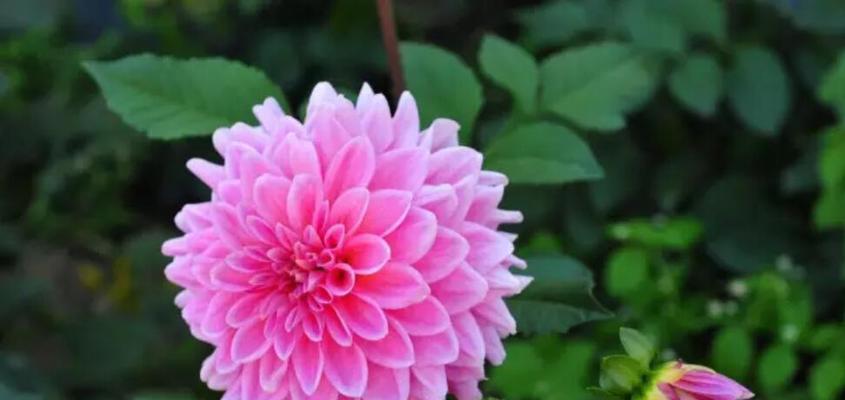以芙蓉菊的花语和寓意，传递真挚的情感（揭秘芙蓉菊的花语，送人需谨慎选择）