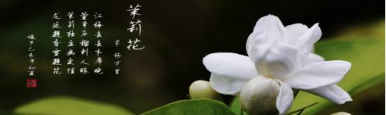 茉莉花的花语与送礼指南（茉莉花的象征意义与合适的送花场合）