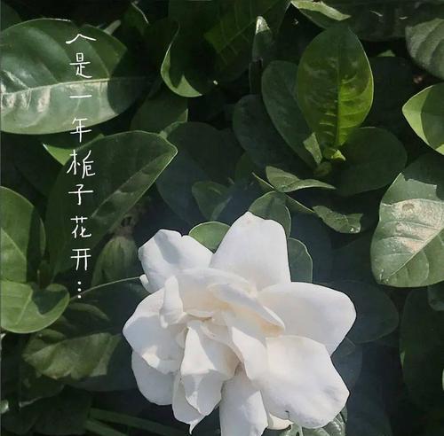 栀子花的花语和象征——传递美好与纯洁的花朵（栀子花的象征意义及文化寓意，以及如何传递其美好寓意）