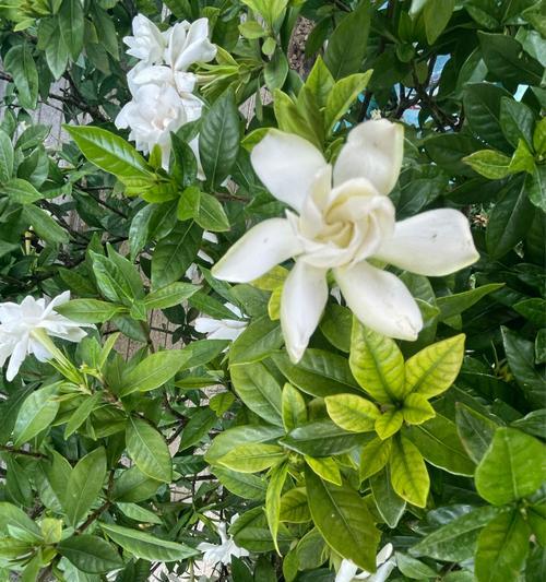 栀子花的花语和象征——传递美好与纯洁的花朵（栀子花的象征意义及文化寓意，以及如何传递其美好寓意）