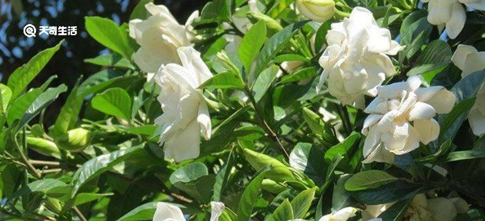 栀子花（探索栀子花的花语之美）