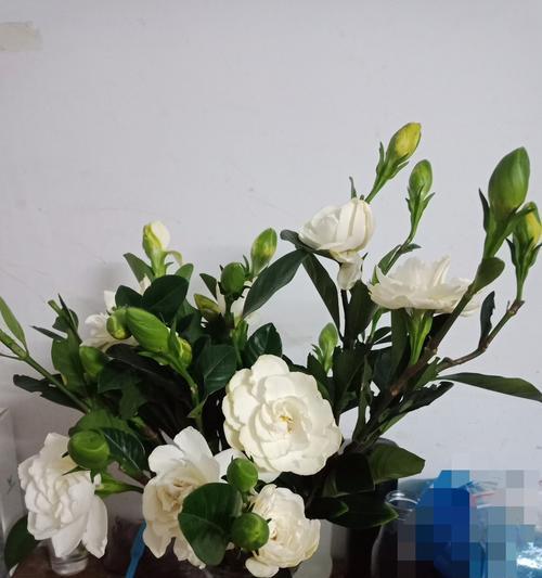 栀子花（探索栀子花的花语之美）