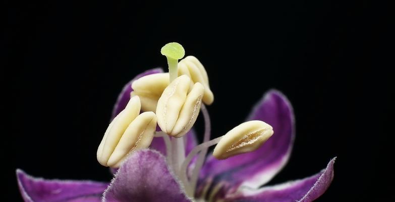 枸杞的花语和传说（揭开枸杞花背后的神秘面纱）