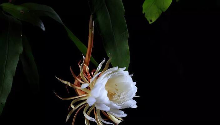 昙花象征生肖之谜（揭开昙花与生肖的奥秘）