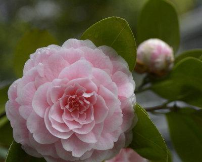 山茶花什么时候开（有关山茶花花期简介）