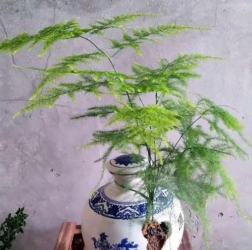 文竹如何养殖（文竹的养殖方法和注意事项）