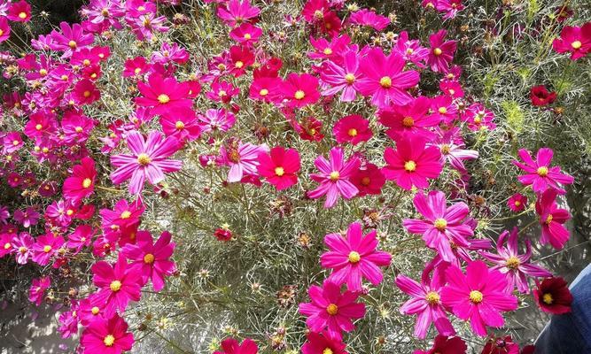 格桑花几月份播种（格桑花种植方法和时间）