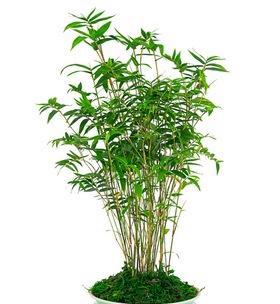 竹子盆栽有哪些品种（盘点六种适合家养的竹子盆栽）