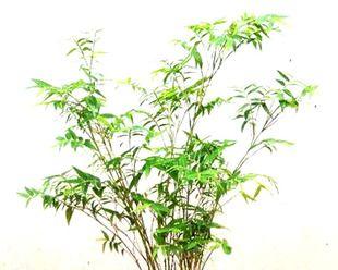 竹子盆栽有哪些品种（盘点六种适合家养的竹子盆栽）
