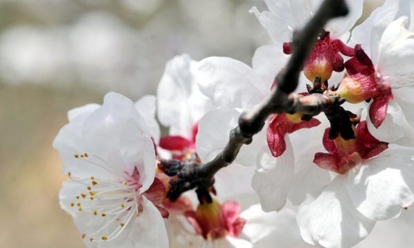 杏花什么季节开花（有关杏花花期简介）