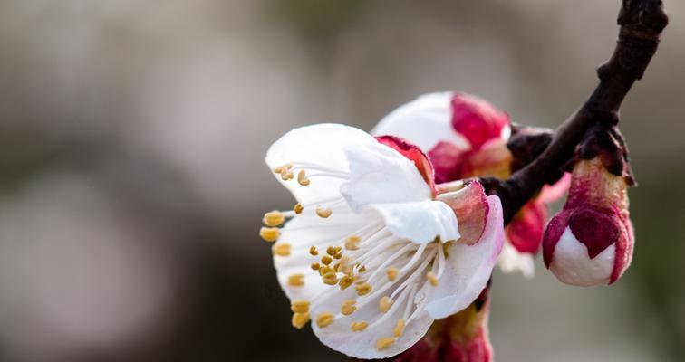 杏花什么季节开花（有关杏花花期简介）