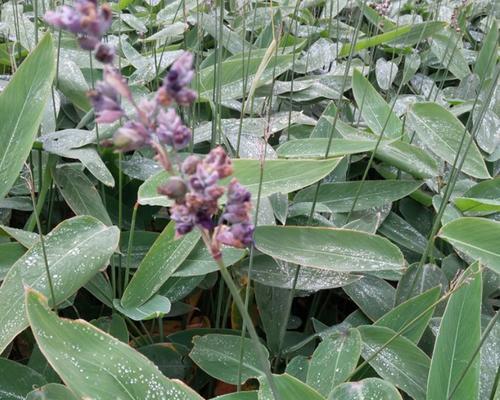 再力花的种植方法