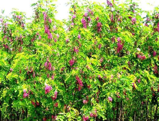 紫穗槐生长期多久（紫穗槐种植方法和时间）