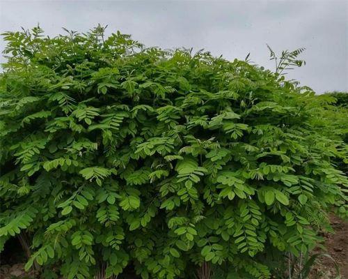 紫穗槐生长期多久（紫穗槐种植方法和时间）