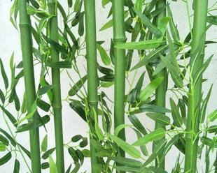 竹子的品种及图片（关于竹子的品种介绍）