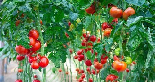 怎么种西红柿高产（番茄种植技术与管理）