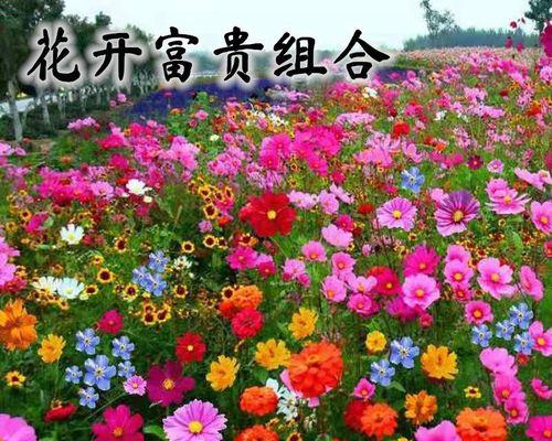 波斯菊的种子怎么种（波斯菊种植方法和时间）