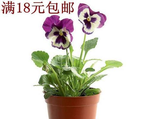 三色堇种子多久发芽（三色堇种植方法和时间）