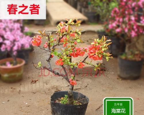 贴梗海棠怎么养殖（贴梗海棠的养殖方法讲解）